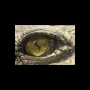 oeil de croco_1